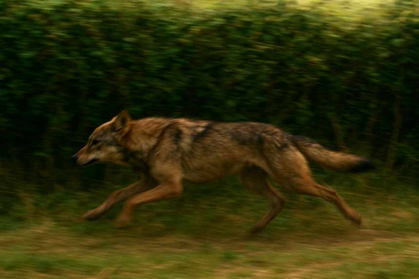 Four-legged creature sprinting