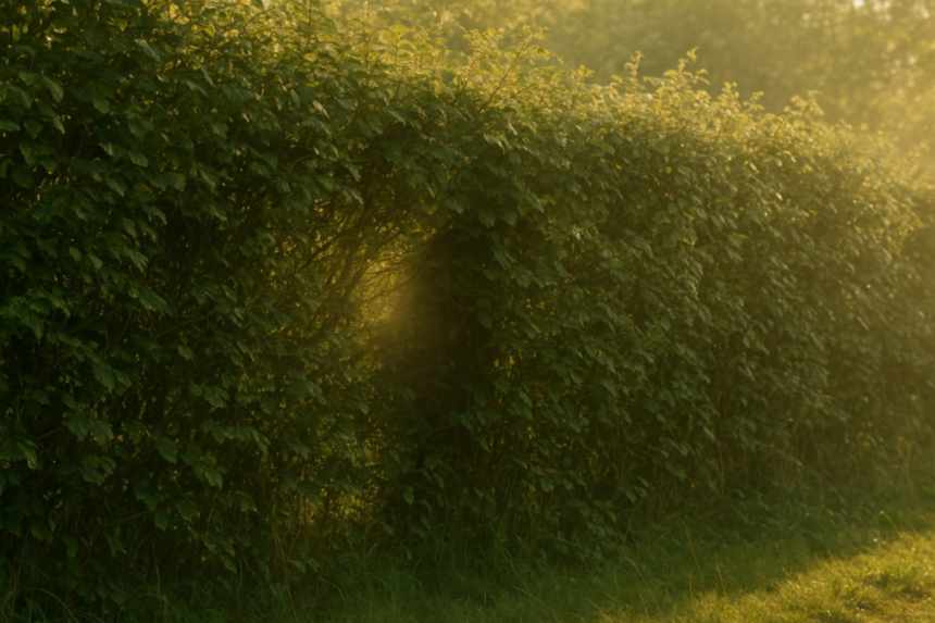 Disturbed hedge in dawn