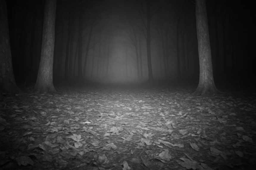 empty forest clearing trailcam