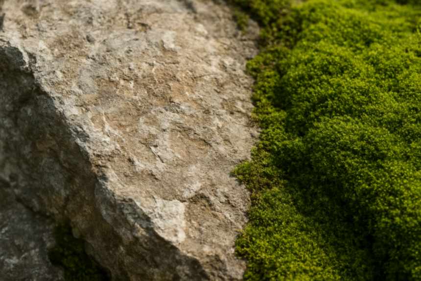 moss scars on rocks