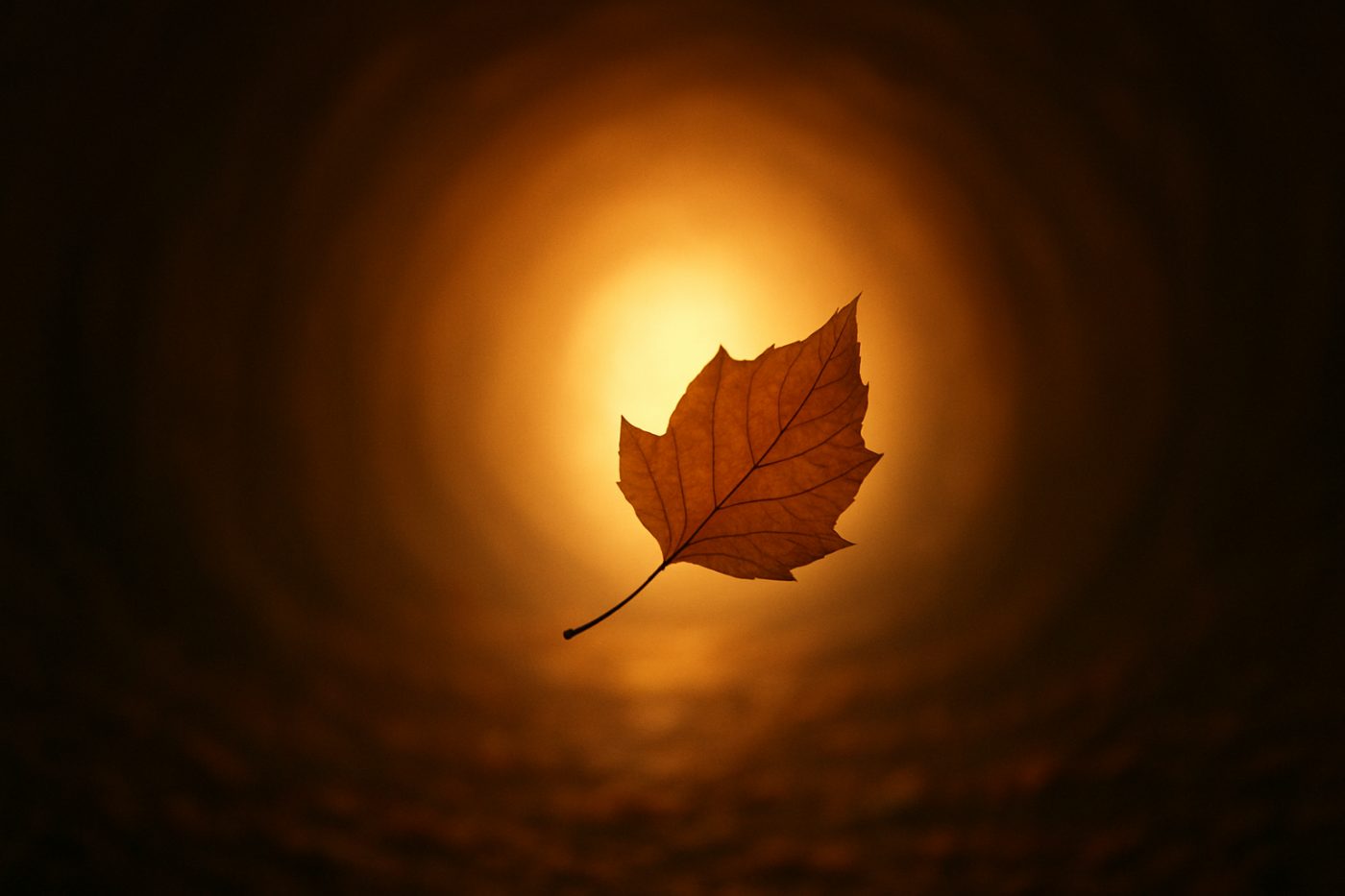 the tunnel of light
