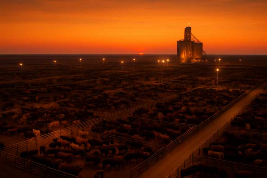 Texas feedyard sunset