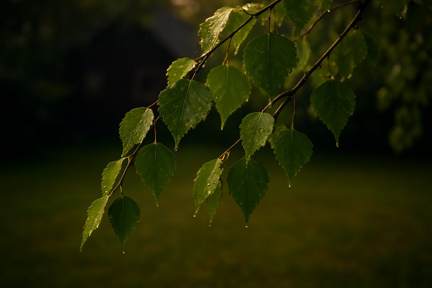 Birch tree branch with rain drops